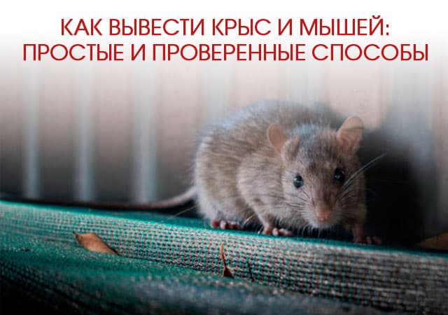 Как вывести крыс и мышей в Лыткарино: простые и проверенные способы