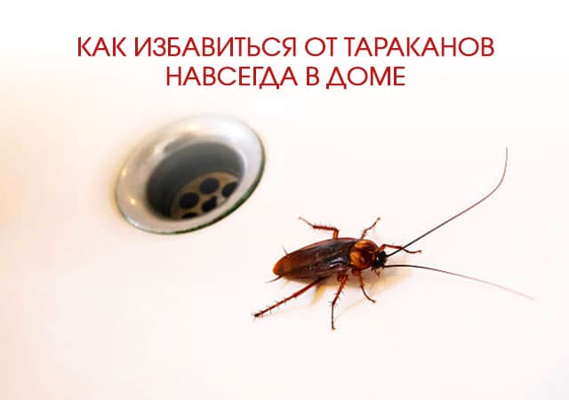 Как избавиться от тараканов в доме в Лыткарино
