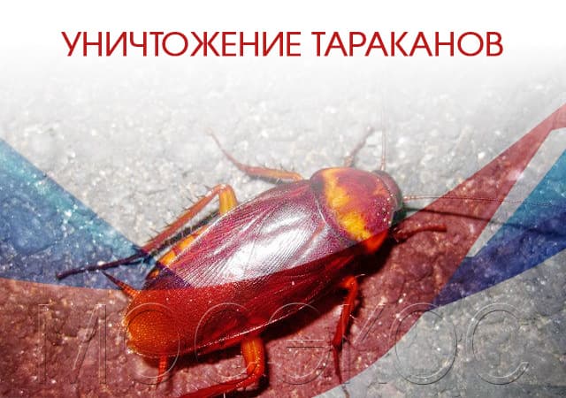 Уничтожение тараканов в Лыткарино