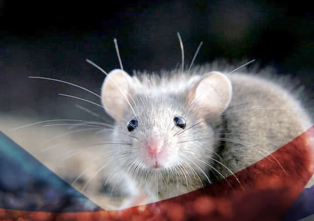 Уничтожение мышей в Лыткарино