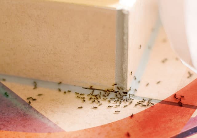 Уничтожение муравьев в Лыткарино